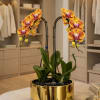A high quality Double peach orchids arrangement with a vase 12" D