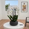 A high quality Four white orchids arrangement with a vase 12.5" D
