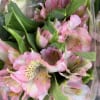 5 wholesale stems of Alstromeria in color Light Pink Dubai. wholesale pricing