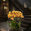 A high quality Seven peach orchids arrangement with a vase 20" D