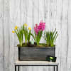 Send someone some spring in this galvanized steel container, filled to the