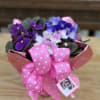 A 6" wrapped multicolored African Violet with a bow. 