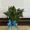 A 6" Peace Lily in a basket with a bow. 