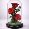 Three real preserved red roses beautifully arranged under a glass dome on