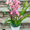 Double Stemmed Cymbidium Orchid approx 30 in. potted in ceramic vase with