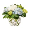 Blue and white hydrangeas in a round glass vase