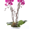 A graceful purple orchid plant featuring rich, jewel-toned blooms that rise above