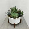Short succulent garden in a white modern mini mod container.
 Approximately 7"