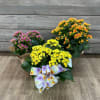 One 6'' kalanchoe plant, assorted colors in a wicker basket with a