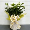 Quad Stalk Easter Lily in basket with bow.