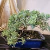 This bonsai exudes peace and keeps on giving. Planter measures: 8 1/2"D