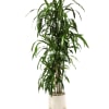 THIS CANE PLANT IS A VERY LONG-LASTING AND EASY TO CARE FOR