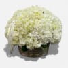 A lush cloud of premium white hydrangeas arranged in a woven basket.