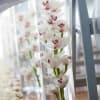 a clean and modern design of cymbidium orchids set with modern white