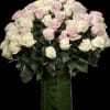 Pink and white roses, colors can be change