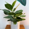 Beautiful 2ft Ficus Audrey in a 7" white ceramic pot