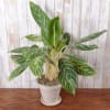 Large Aglaonema plant in a keepsake ceramic container. An easy-care, hardy, and
