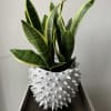 Snake plant in modern vase