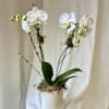 One Phaelaenopsis orchid placed in a beautiful glass, stone, or ceramic container.
