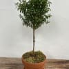 Approximately 18" tall, this fresh, decorative plant is a home decorators favorite.