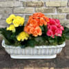 A Rectangle Ceramic Container Filled With a Nice
Assortment of Rieger Begonia Plants.