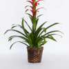A bromeliad is a tropical plant and can thrive indoor and in
