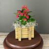A red blooming kalanchoe plant in a wooden container.