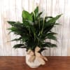 Calming peace lily in a ceramic pot with a bow. 