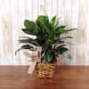 This spath "peace lily" plant comes decorated in a basket. Perfect for