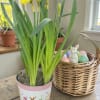 Bring a burst of sunshine indoors with our cheerful Spring Daffodil Plant!