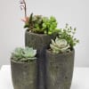 Select this 6" tall cement trio planter filled with succulents. 

Approximately 7"