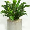 This long lasting, hard to kill ZZ plant will withstand even the