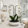 This elegant Single White Phalaenopsis Cascade orchid arrangement creates a striking vertical