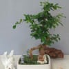 The Fukien Tea Tree is traditionally an indoor Bonsai, but it can