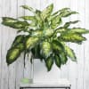 Send a statement with a gorgeous Dieffenbachia, presented in a modern ivory