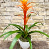 A Beautiful Guzmania Bromeliad Plant Set 
Into a Ceramic Container and Decorated