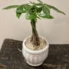 Measuring approximately 20&rdquo; in height. Potted Money Tree in ceramic vessel. 