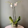 Two beautiful white orchids designed in a round, clear vase, bring luxury