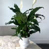 White peace lily plant in a white ceramic vase