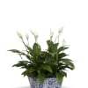 Select this double planter of two 6" peace lily plants. 