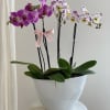 Garden of orchids colors will always depends on availability 