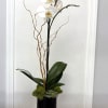 White orchid arrangement in a tall black vase with moss and succulents