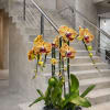 This elegant Four Peach Phalaenopsis Cascade orchid arrangement creates a striking vertical
