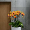 This elegant Four Peach Phalaenopsis Cascade orchid arrangement creates a striking vertical