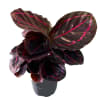 Calathea is a striking tropical houseplant known for its deep green, almost