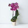 Potted purple orchid with blooms in a white textured pot