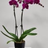 Select this stunning purple Phalaenopsis orchid in a ceramic pot.

Exact color and