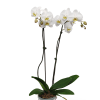 Select this stunning white Phalaenopsis orchid in a ceramic container. 

Exact color