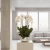 This elegant Six White Phalaenopsis Cascade orchid arrangement creates a striking vertical