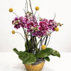 An elegant statement of spring luxury, this refined orchid arrangement features rich